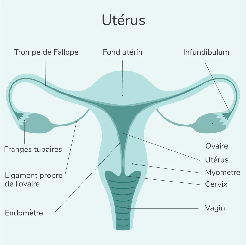 Anatomie Utérus osteoapthie